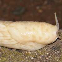 A giant slug from Nairobi, family Limacidae, © Michael Plagens