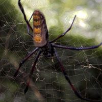 Jiant Orb Weaving Spider from Malindi, Kenya © Michael Plagens