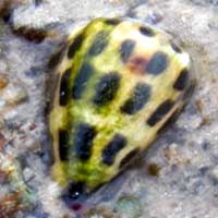 Brightly marked Cone Snail from Mombasa, photo © Michael Plagens