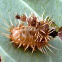 Golden Tortoise Beetle Larva, Chrysomelidae, tribe Cassidinae, Kenya, photo © Michael Plagens