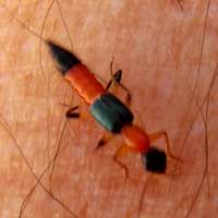 conspicuous red-and-black rove beetle, Staphylinidae © Michael Plagens