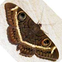 Erebus, f. Noctuidae, © Michael Plagens