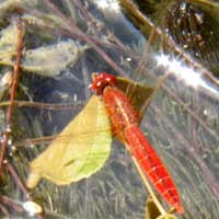 Broad Scarlet from Mombasa, Kenya © Michael Plagens