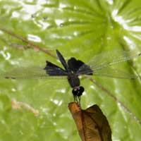 Saddlebag Dragonfly from Mombasa, Kenya © Michael Plagens