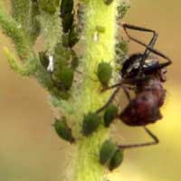 Look for Myrmacaria Ants on the foliage