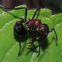 Myrmicaria Ant stung by Dorylus