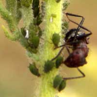 Horseweed Aphid
