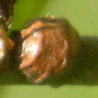 Armored Scale insect feeds on phloem sap
