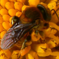 a bee gathering pollen from exotic invasive Tithonia, photo © Michael Plagens