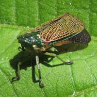 A large spittlebug, Cercopidae, on a Malvaceae from Kenya, Africa, photo © Michael Plagens