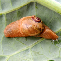 A Land Snail with small shell, Kitale, Kenya, Africa, photo © Michael Plagens