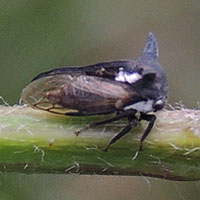 Membracidae on Caliandra calothrysus in Kenya, Africa, photo © Michael Plagens