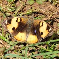 Yellow Pansy, Junonia hierta, © Michael Plagens