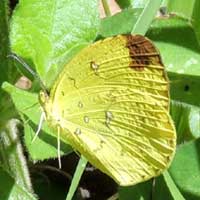 unknown species of Pierid Butterfly, © Michael Plagens