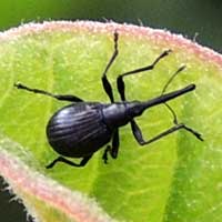 a small black weevil, Curculionidae, Curculioninae, Kenya, photo © Michael Plagens