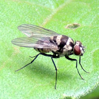 Boldly marked dipteran from Kitale Photo © Michael Plagens