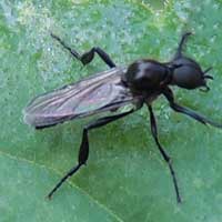 jet black Bibionidae with huge eyes © Michael Plagens