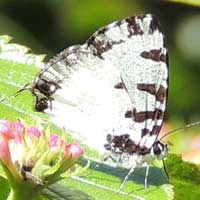 Silvery white with black striping lycaenidae Butterfly, © Michael Plagens