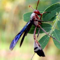 a paper wasp hunting prey in Kitale, photo © Michael Plagens