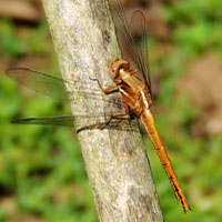 A Libellulidae Dragonfly, Orthetrum caffrum, from Kitale, Kenya © Michael Plagens