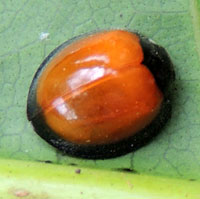 a medium sized lady beetle, Coccinellidae, Kenya, photo © Michael Plagens