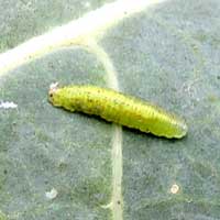 larval form of a syrphid fly photo © Michael Plagens