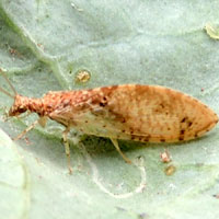 A brown lacewing with aphids on coles © Michael Plagens