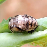 pupal stage of a Coccinellidae, Kenya, photo © Michael Plagens