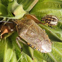 a pentatomidae stink bug feeding on seeds of Lion's Ear. Eldoret, Kenya, Africa, photo © Michael Plagens