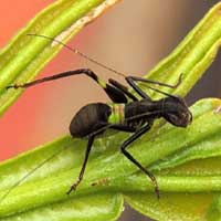 Ant-Mimic Katydid