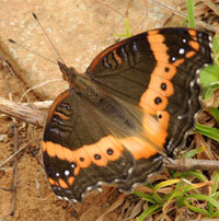 Garden Commodore, Precis archesia, Nymphalidae., © Michael Plagens