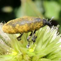 a weevil on Cyathual, Curculionidae, Kenya, photo © Michael Plagens