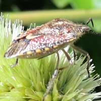 A stink bug on Cyatula, Amaranthaceae, from Kenya, Africa, photo © Michael Plagens