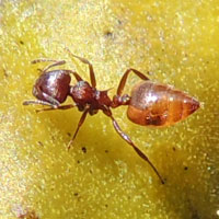 Crematogaster ant on Mauritius Thorn pod © Michael Plagens