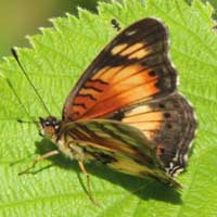 Junonia sophia © Michael Plagens