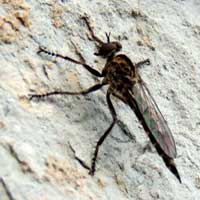 Robberfly, Asilidae, from Eldoret photo © Michael Plagens