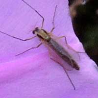 A Non-Biting Midge, Chironomidae, © Michael Plagens