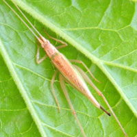 A tree cricket, Oecanthinae from Eldoret, Kenya, Africa, photo © Michael Plagens