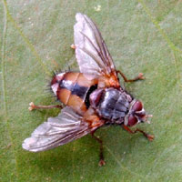 a beneficial tachinid fly © Michael Plagens