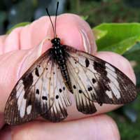 An African Acraea Butterfly, Nairobi, Kenya, Africa, photo © Michael Plagens