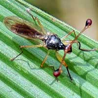 A Stalk-eyed Fly, Diopsidae, © Michael Plagens