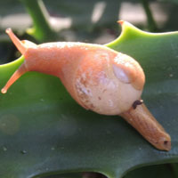 Another Land Snail with small shell, Kitale, Kenya, Africa, photo © Michael Plagens