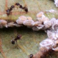 Mealy bugs on Cordia with Ants, Kenya, Africa, photo © Michael Plagens