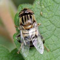 adult syrphidae, Tribe Eristalini, © Michael Plagens