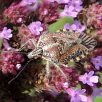 a stink bug, pentatomidae on Verbena, Kenya, Africa, photo © Michael Plagens