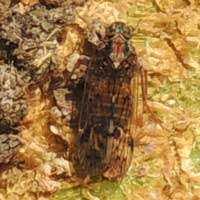 A fast moving plant hopper on trunks of fever tree, cixiidae, from Kenya, Africa, photo © Michael Plagens