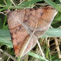 A Noctuidae moth from Nairobi, Kenya, Africa, photo © Michael Plagens