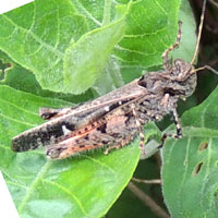 A a grasshopper from Menangai Crater, Kenya, Africa, photo © Michael Plagens