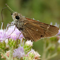 A brown skipper at flowers, Menangai Crater, Kenya, Africa, photo © Michael Plagens