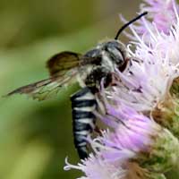 a Crabronid Wasp feeds on pollen, photo © Michael Plagens